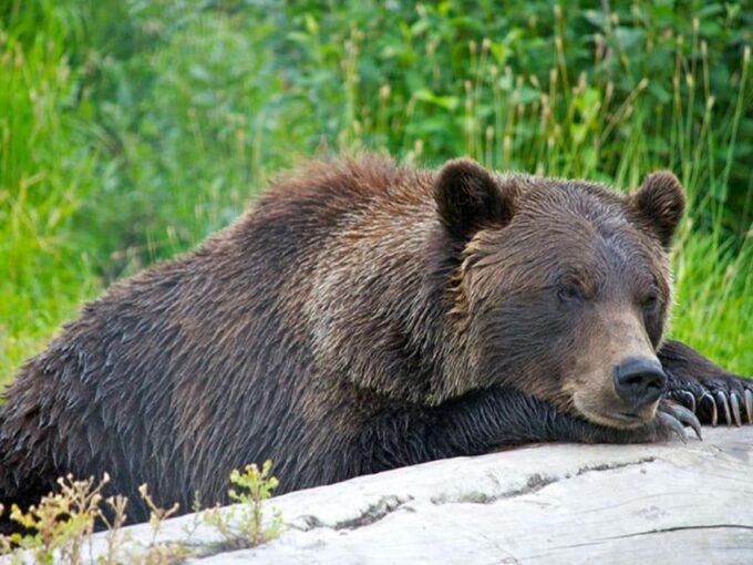 Girdwood: Bears, Trains, & Icebergs Tour - Customer Reviews