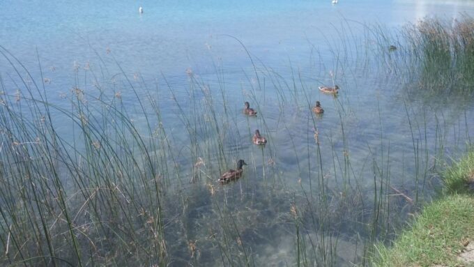 Girona: Volcano Area, Besalú, and Banyoles Lake Tour - Discovering Banyoles Lakes Shores