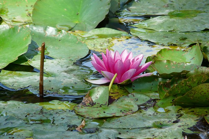 Giverny & Monets House Audio Guided Half-Day Tour From Paris - Group Size Limit