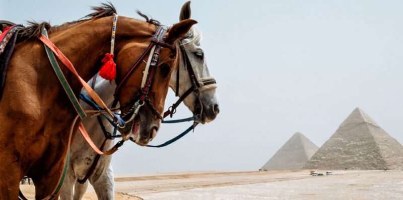 Giza: Arabian Horse Tour Around the Giza Pyramids - Customer Reviews and Ratings