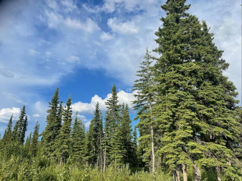 Glacial Lake, Waterfall and Rainforest. Beauty of Turnagain! - Key Points