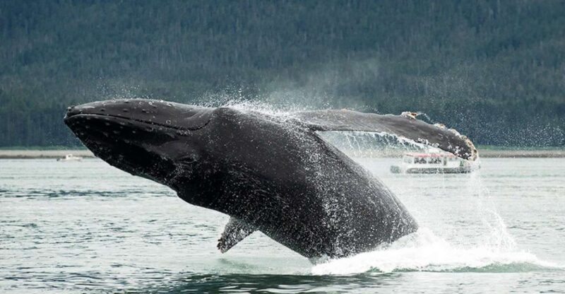 Glacier Bay: Glacier and Wildlife Catamaran Tour - Key Points