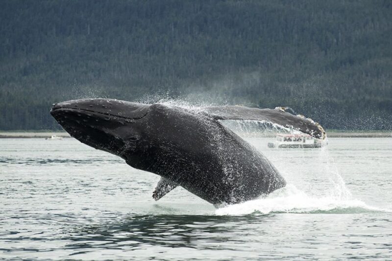 Glacier Bay: Glacier and Wildlife Catamaran Tour - Price and Duration