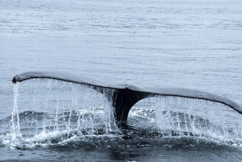 Glacier Bay: Glacier and Wildlife Catamaran Tour - Experience Highlights
