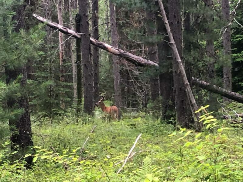 Glacier National Park: Morning Nature Walk - Final Thoughts