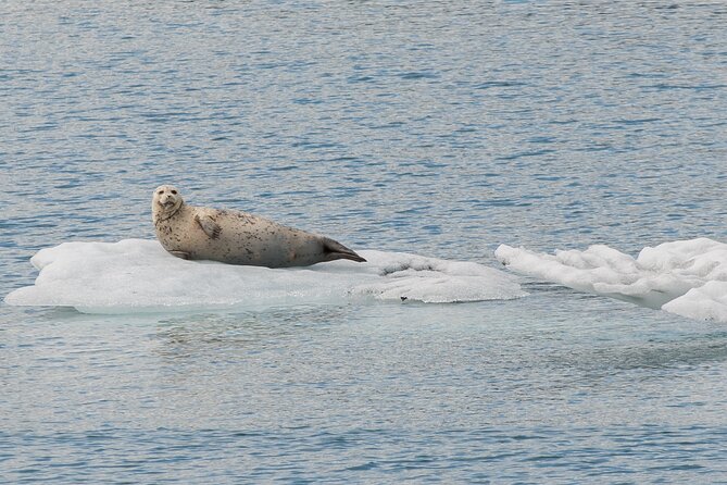 Glacier Quest Cruise - Self-Drive From Anchorage, AK - Highlights of Blackstone Bay