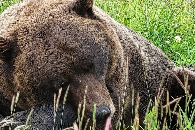 Glacier View & Wildlife Anchorage Adventure Tour - Tour Description