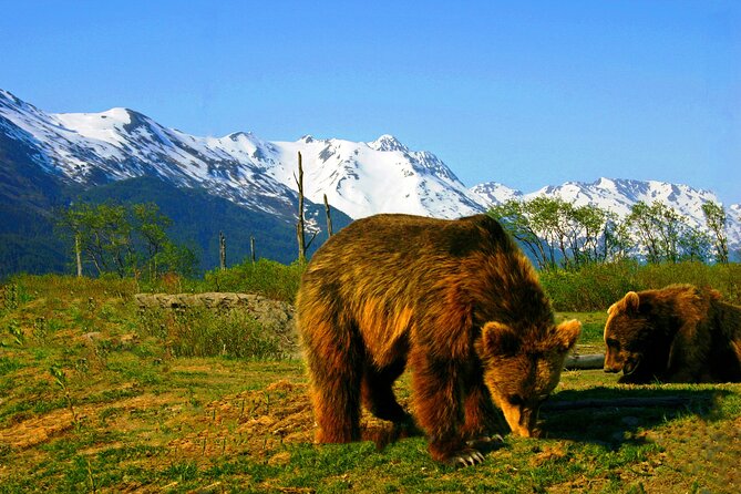 Glacier View & Wildlife Anchorage Adventure Tour - Exploring Alaskan Wildlife
