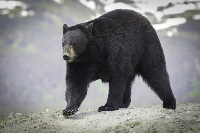 Glacier & Wildlife Discovery Tour - Exclusions From the Tour