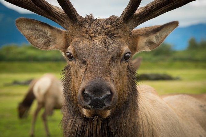 Glacier & Wildlife Discovery Tour - Glacier Cruise Condition