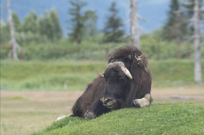 Glaciers and Wildlife: Super Scenic Day Tour From Anchorage - Small Group Transportation