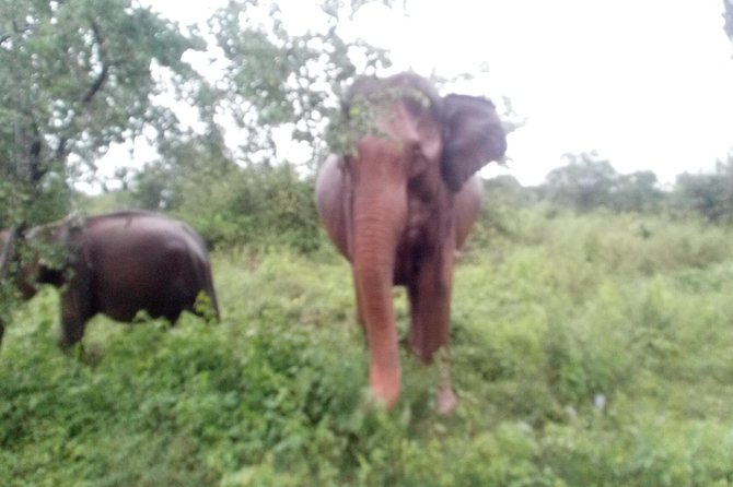 Glamour of Sri Lanka 8 Days - Inclusions