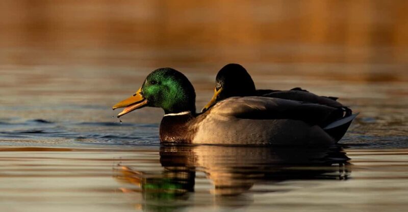 Glasgow: Beginners Wildlife Photography Workshop - Key Points