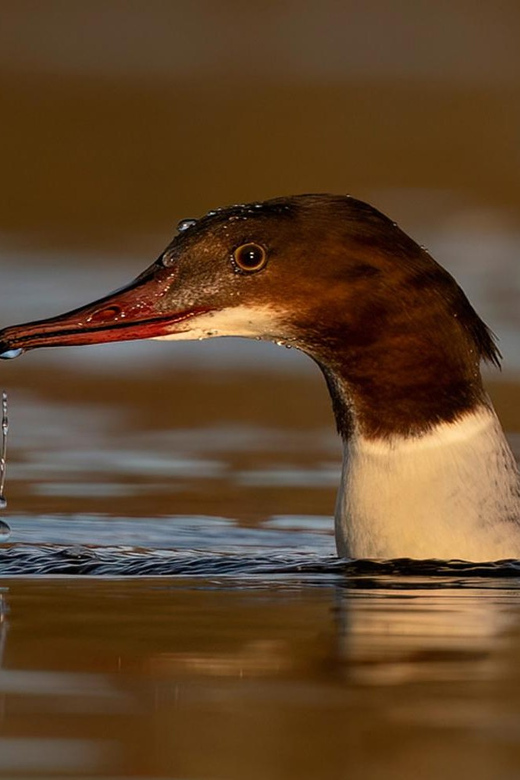 Glasgow: Beginners Wildlife Photography Workshop - Experience Highlights