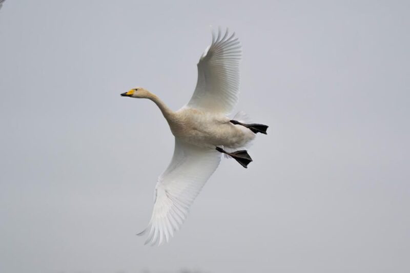Glasgow: Beginners Wildlife Photography Workshop - Wildlife Subjects