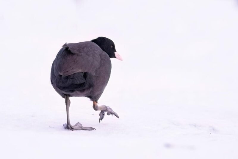 Glasgow: Beginners Wildlife Photography Workshop - Logistics and Meeting Point