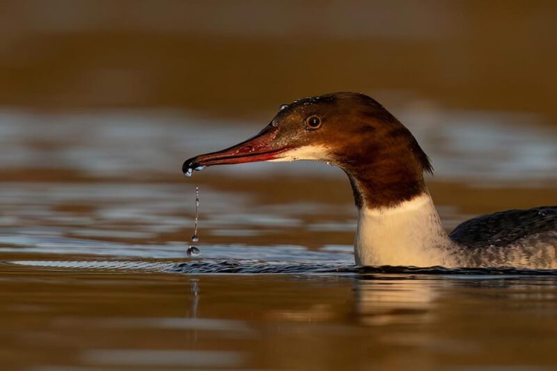 Glasgow: Beginners Wildlife Photography Workshop - What to Bring