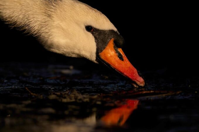 Glasgow: Beginners Wildlife Photography Workshop - Cancellation Policy