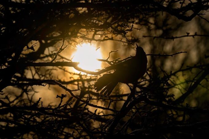 Glasgow: Beginners Wildlife Photography Workshop - Accessibility and Language