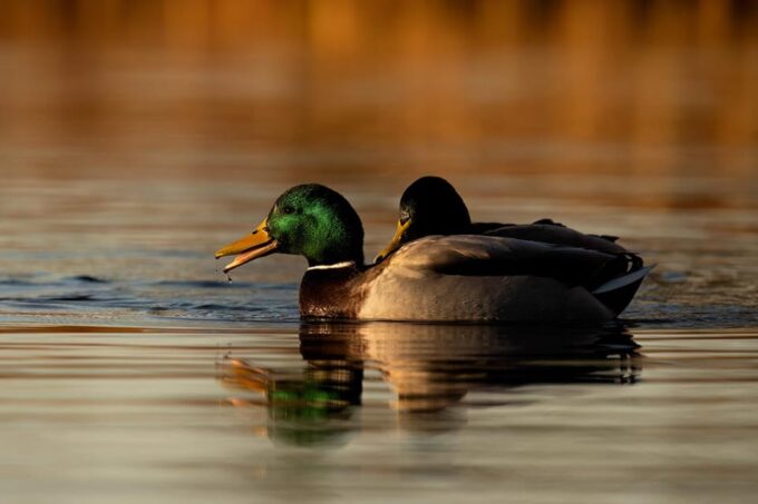 Glasgow: Beginners Wildlife Photography Workshop - Frequently Asked Questions