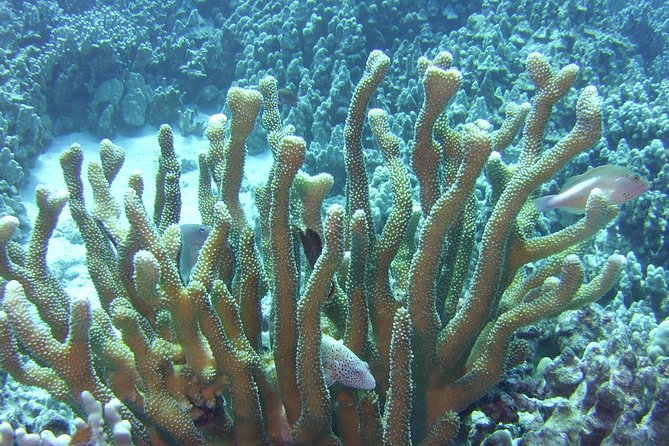 Glass-bottom Boat Reef Tour - Tour Reviews