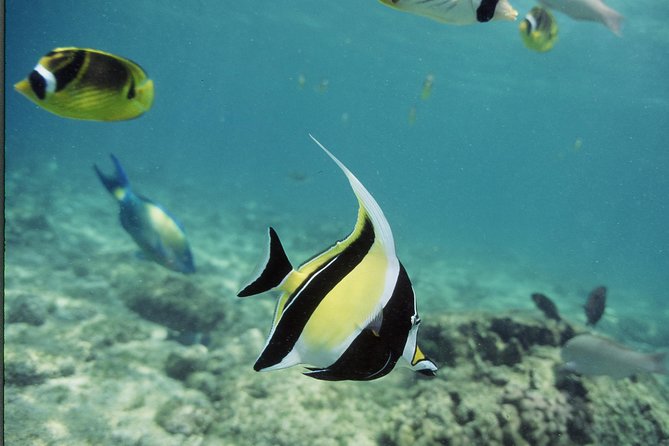 Glass-bottom Boat Reef Tour - Customer Feedback