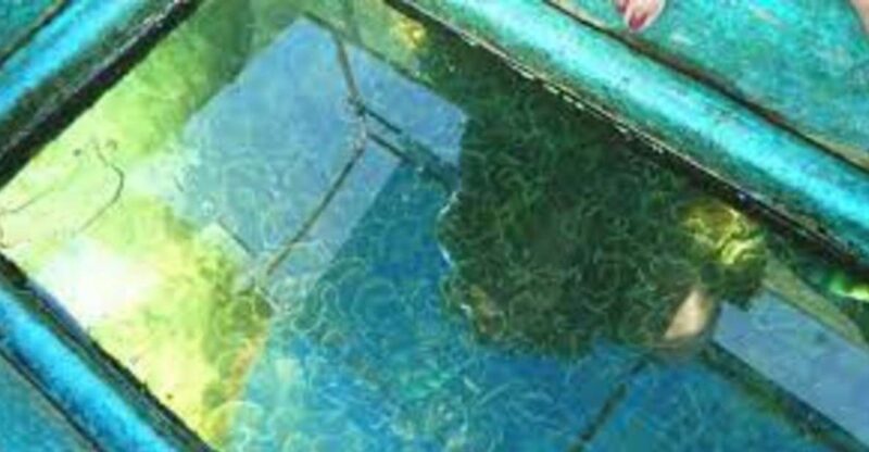 Glass Bottom Boat Ride in Trincomalee - Key Points