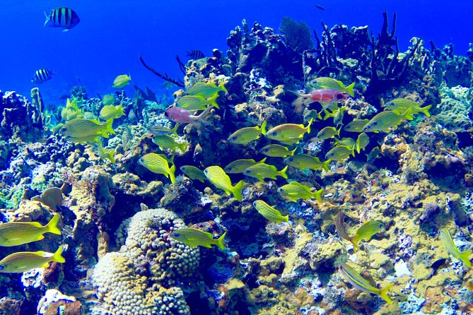Glass Bottom Boat Ride/Snorkeling/Booby Cay Island From Negril - Snorkeling the Coral Reef