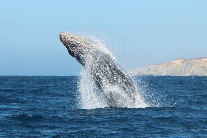 Glass Bottom Boat Sightseeing Tour in Cabo San Lucas - Overview of the Experience