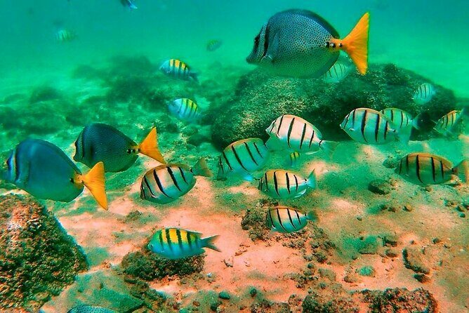 Glass Bottom Boat Sightseeing Tour in Cabo San Lucas - Authentic Encounters and Real Reviews