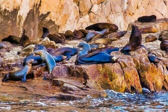 Glass Bottom Boat Sightseeing Tour in Cabo San Lucas - The Sum Up