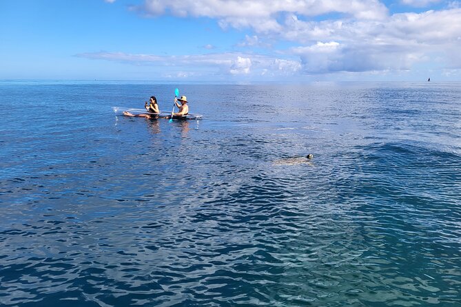 Glass Bottom Kayak - Guaranteed to See Turtles! - What to Expect