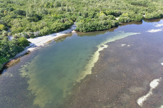 Glass Bottom Kayak Mangrove Tunnel & Sandbar Adventure Sarasota - Spotting Wildlife and Marine Life