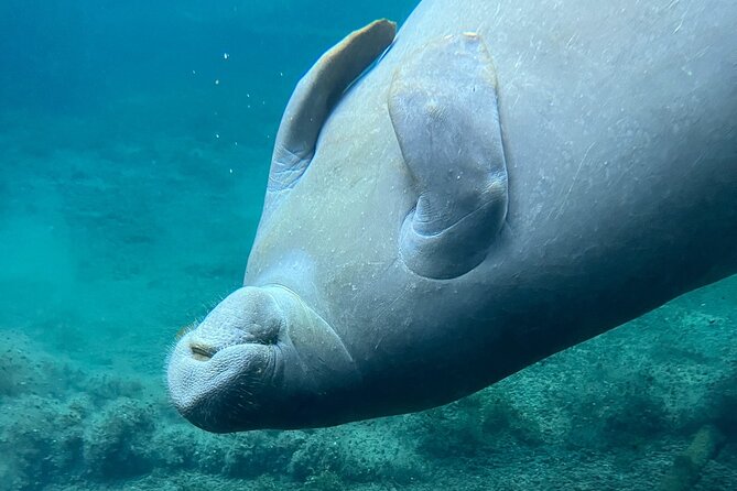 Glass Bottom Kayak Tours of Silver Springs - What to Expect
