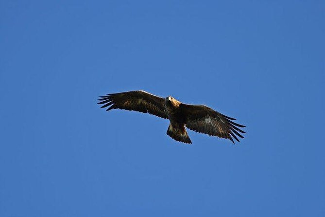 Glenaladale Cruise - Great for Wizard Spotting! - Spotting Scottish Highland Wildlife