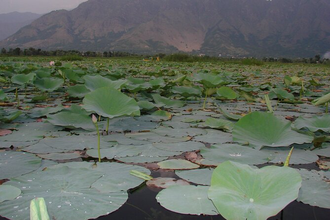 Glimpse of Kashmir - Daily Itinerary