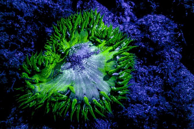 Glow Night Diving - About Your Stay