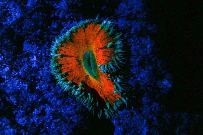 Glow Night Diving - Night Dive Certification Requirements