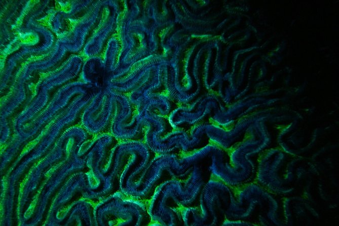 Glow Night Diving - Included and Optional Equipment