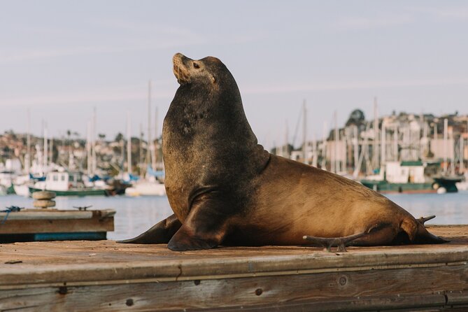 Glow Pedal Boat Rental in San Diego Bay! Night Date Idea! - Reservation and Cancellation Policy