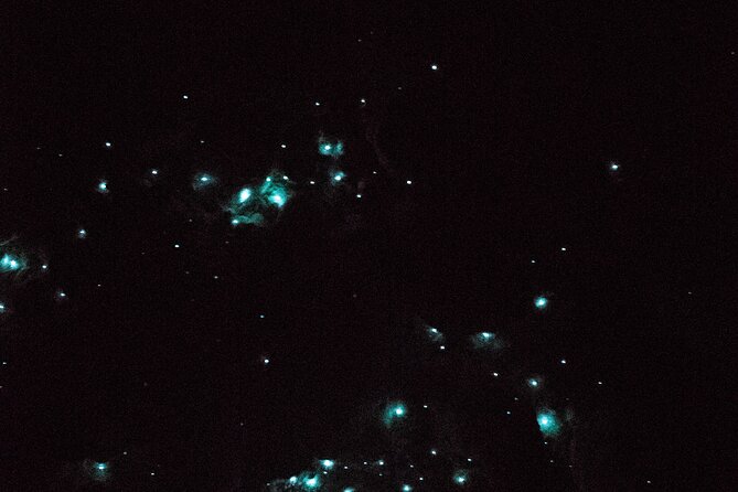 Glow Worm Caves Express Tour in Bay of Islands - Pricing and Booking