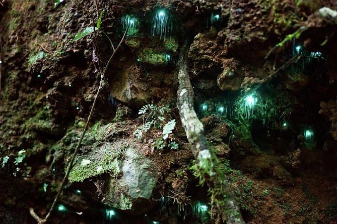 Glow Worm Evening Eco-Adventure From the Gold Coast - Key Points