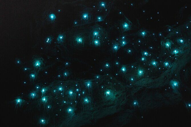Glow Worm Tunnel Evening Guided Tour - The Experience in Detail