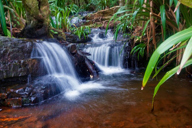 Glow Worms - Nocturnal Rainforest/Waterfall Adventure - Key Points