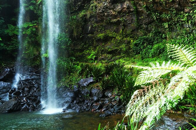 Glow Worms - Nocturnal Rainforest/Waterfall Adventure - Tour Details