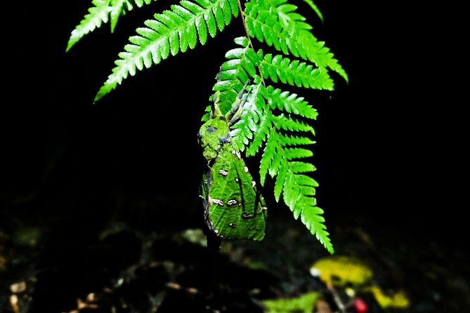 Glow Worms - Nocturnal Rainforest/Waterfall Adventure - Cancellation and Booking