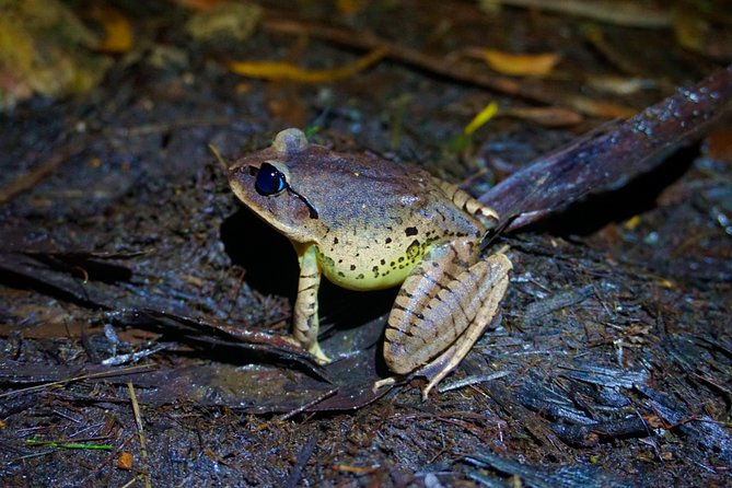 Glow Worms - Nocturnal Rainforest/Waterfall Adventure - Rainforest Exploration