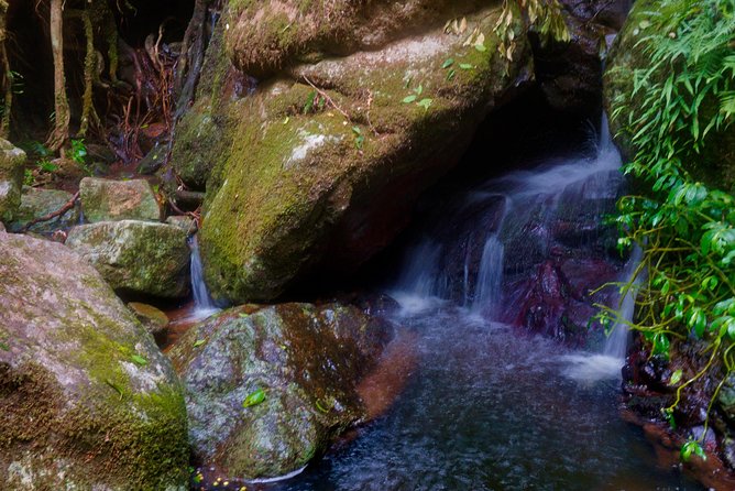 Glow Worms - Nocturnal Rainforest/Waterfall Adventure - Glow Worm Spotting