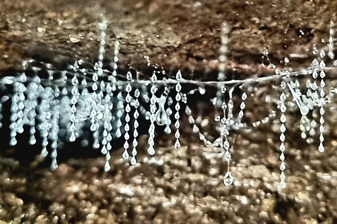 Glow Worms - Nocturnal Rainforest/Waterfall Adventure - Ecological Learning