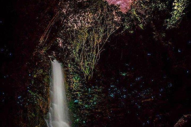 Glowworm Canyoning Adventure - Private Tour From Auckland - Meeting Point and Tour Schedule